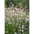 Kép 2/3 - Gaura lindheimeri 'Whirling Butterflies' – Évelő díszgyertya