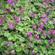 Kép 6/6 - Geranium cantabrigiense (x) 'Cambridge' - Lilás rózsaszín angol gólyaorr