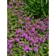 Kép 4/6 - Geranium cantabrigiense (x) 'Cambridge' - Lilás rózsaszín angol gólyaorr
