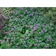 Kép 5/6 - Geranium cantabrigiense (x) 'Cambridge' - Lilás rózsaszín angol gólyaorr