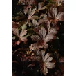 Kép 6/6 - Geranium maculatum 'Stormy Night' (syn.: 'Macger002') – Foltos gólyaorr