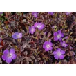 Kép 4/6 - Geranium maculatum 'Stormy Night' (syn.: 'Macger002') – Foltos gólyaorr