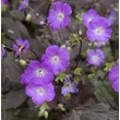 Kép 5/6 - Geranium maculatum 'Stormy Night' (syn.: 'Macger002') – Foltos gólyaorr