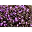 Kép 2/6 - Geranium maculatum 'Stormy Night' (syn.: 'Macger002') – Foltos gólyaorr