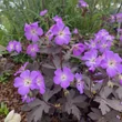Kép 3/6 - Geranium maculatum 'Stormy Night' (syn.: 'Macger002') – Foltos gólyaorr