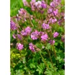 Kép 1/4 - Geranium cantabrigiense (x) 'Berggarten' – Angol gólyaorr