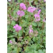 Kép 2/4 - Geranium cantabrigiense (x) 'Berggarten' – Angol gólyaorr