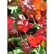 Kép 4/4 - Geranium cantabrigiense (x) 'Berggarten' – Angol gólyaorr