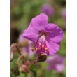 Kép 3/4 - Geranium cantabrigiense (x) 'Berggarten' – Angol gólyaorr