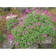 Kép 2/6 - Geranium cinereum var. subcaulescens – Hamuszürke gólyaorr