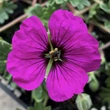 Kép 5/6 - Geranium cinereum var. subcaulescens – Hamuszürke gólyaorr