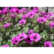Kép 4/6 - Geranium cinereum var. subcaulescens – Hamuszürke gólyaorr