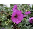 Kép 6/6 - Geranium cinereum var. subcaulescens – Hamuszürke gólyaorr