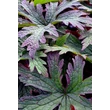 Kép 5/6 - Geranium 'Dark Eyes' – Gólyaorr