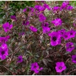 Kép 2/6 - Geranium 'Dark Eyes' – Gólyaorr