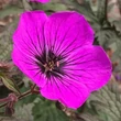 Kép 4/6 - Geranium 'Dark Eyes' – Gólyaorr