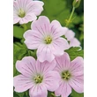 Kép 1/5 - Geranium 'Dreamland' – Gólyaorr