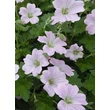 Kép 4/5 - Geranium 'Dreamland' – Gólyaorr