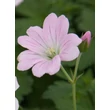 Kép 5/5 - Geranium 'Dreamland' – Gólyaorr