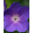 Kép 1/6 - Geranium hybride 'Orion' – Hibrid gólyaorr
