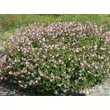 Kép 3/6 - Geranium macrorrhizum 'Ingwersen's Variety' - Illatos gólyaorr (világos rózsaszín)