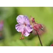 Kép 5/6 - Geranium macrorrhizum 'Ingwersen's Variety' - Illatos gólyaorr (világos rózsaszín)