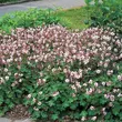 Kép 4/6 - Geranium macrorrhizum 'Ingwersen's Variety' - Illatos gólyaorr (világos rózsaszín)