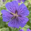 Kép 1/2 - Geranium magnificum - Pompás gólyaorr