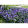 Kép 3/6 - Geranium hybride 'Orion' – Hibrid gólyaorr