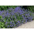 Kép 2/6 - Geranium hybride 'Orion' – Hibrid gólyaorr