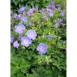 Kép 2/5 - Geranium 'Rozanne' (régi: 'Jolly Bee') – Gólyaorr