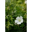 Kép 4/7 - Geranium sanguineum 'Album' - Alacsony gólyaorr