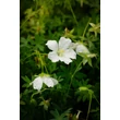 Kép 3/7 - Geranium sanguineum 'Album' - Alacsony gólyaorr