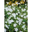 Kép 3/4 - Geranium sanguineum 'Album' - Alacsony gólyaorr