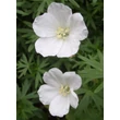 Kép 1/4 - Geranium sanguineum 'Album' - Alacsony gólyaorr