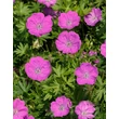 Kép 1/6 - Geranium sanguineum 'Max Frei' - Ciklámen színű alacsony gólyaorr 