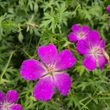 Kép 3/9 - Geranium sanguineum 'Max Frei' - Piros gólyaorr