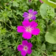 Kép 4/9 - Geranium sanguineum 'Max Frei' - Piros gólyaorr