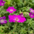 Kép 5/9 - Geranium sanguineum 'Max Frei' - Piros gólyaorr