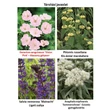 Kép 2/2 - Geranium sanguineum 'Vision Pink' – Piros gólyaorr
