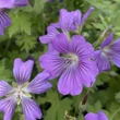 Kép 1/6 - Geranium 'Sirak' - Lilás rózsaszín gólyaorr
