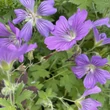 Kép 2/6 - Geranium 'Sirak' - Lilás rózsaszín gólyaorr