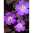 Kép 1/6 - Geranium maculatum 'Stormy Night' (syn.: 'Macger002') – Foltos gólyaorr
