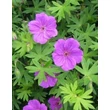 Kép 1/4 - Geranium 'Tiny Monster' - Ciklámen színű gólyaorr