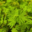 Kép 4/4 - Geranium 'Tiny Monster' - Ciklámen színű gólyaorr