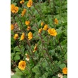 Kép 2/4 - Geum 'Carlskaer' – Gyömbérgyökér