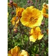 Kép 4/4 - Geum 'Carlskaer' – Gyömbérgyökér