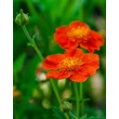 Kép 1/10 - Geum coccineum 'Tosai' – Gyömbérgyökér