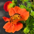 Kép 3/10 - Geum coccineum 'Tosai' – Gyömbérgyökér