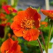 Kép 4/10 - Geum coccineum 'Tosai' – Gyömbérgyökér